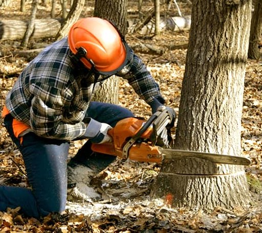 Tree Removal in Hoopa, CA